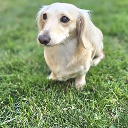Daisy - Dachshund