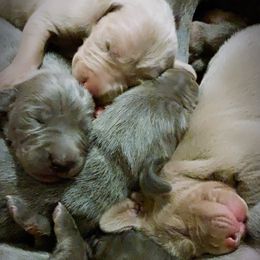 Weimaraner Puppies from North Georgia Weims