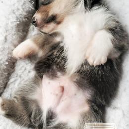American Corgi and Pembroke Welsh Corgi Puppies from Half-Pint Corgis