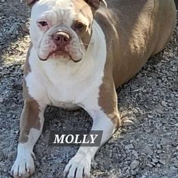 MOLLY - Boston Terrier