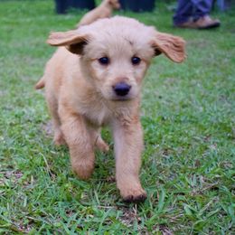 Goldendoodle, Golden Retriever, and Poodle Puppies from St. Barx Kennel Company