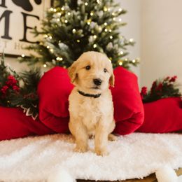 Burton-Black - Light golden male Golden Retriever puppy in Sanger, California from SDPREMIERGOLDENS