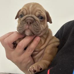 Girl 1 - Fawn and white female Bulldog puppy in Rome, Georgia from English Bulldogs of the Seven Hills