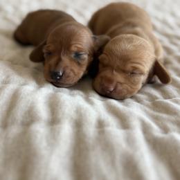 Dachshund Puppies from Breakfast Club Dachshunds