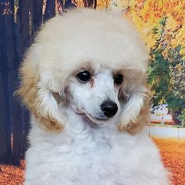 Poodle Puppies from Kalinka Poodles