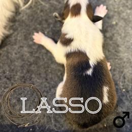 Lasso - Sable and white male Old Time Scotch Collie puppy in Sedalia, Colorado from Bonnie Brae Collies