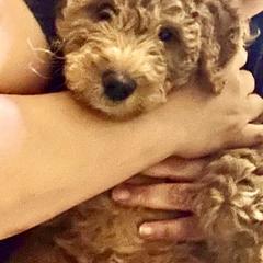 Bernedoodle, Double Doodle, and Goldendoodle Puppies from Pia’s Doodle Poodle Wag