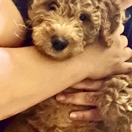 Bernedoodle, Double Doodle, and Goldendoodle Puppies from Pia’s Doodle Poodle Wag