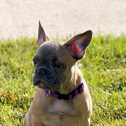 French Bulldogs from Frenchies with Standards