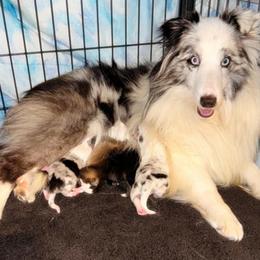 Toy Shetland Sheepdog puppies from Mountain High Kennels