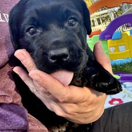 Neville - Black male Labrador Retriever puppy in Rochester, New Hampshire from Merrydale Labradors
