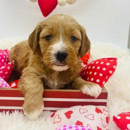 Gray collar - Apricot male Goldendoodle puppy in Ohio from Farr’s Goldens and Doodles