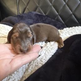 Roman - Red male Dachshund puppy in Tampa, Florida from EntityDachs