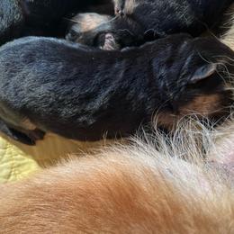 Yellow - Black and red female German Shepherd puppy in Sacramento, California from Von Blackwolf German Shepherds