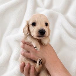 Biscuit - Cream male Dachshund puppy in Augusta, Georgia from Cherokee Hill Dachshunds