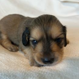 Curley (shaded cream) - Cream male Dachshund puppy in Sebring, Florida from Mini Weenies