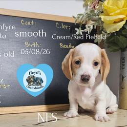 Pesto - Piebald male Dachshund puppy in Hoquiam, Washington from Heyd's Mini Dachshunds