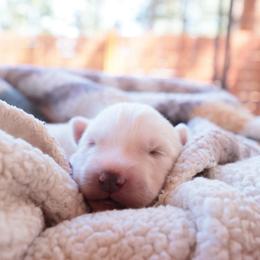Drift - White male Siberian Husky puppy in Bly, Oregon from Hill Top Huskies