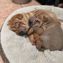 Girl 3 - Red fawn female Chinese Shar-Pei puppy in Fairfield, Texas from Majesty SharPei