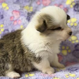 Girl 1 - Red female Pembroke Welsh Corgi puppy in Moulton, Alabama from Reed's Pembroke Corgi Welsh