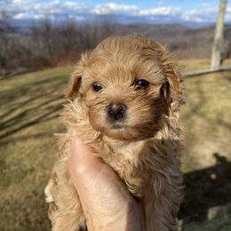 Daisy - Fawn female Russian Tsvetnaya Bolonka puppy in Burnsville, North Carolina from Gentle Power