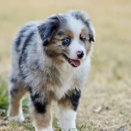 Hudson - Blue merle male Toy Australian Shepherd puppy in Wichita Falls, Texas from Shooting Stars Ranch Toy and Mini Aussies