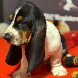 Black Collar - Black white and brown male Basset Hound puppy in Stilwell, Oklahoma from Kingdom of Longears