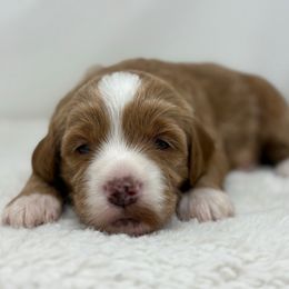 Raj - Red  male Goldendoodle puppy in Fleming, Colorado from Vandenbark Doodles