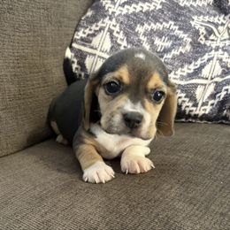 Pocket Beagle Jimbo - Black tan and white male Beagle puppy in Gentry, Arkansas from HC Puppy Ranch