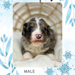 Murphy - Blue merle male Bernedoodle puppy in Sterling, Colorado from North 40 Doodles