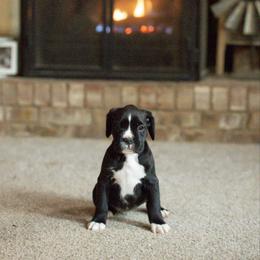 Sweet Annie - Brindle female Boxer puppy in Georgia from Stephanie’s Boxers