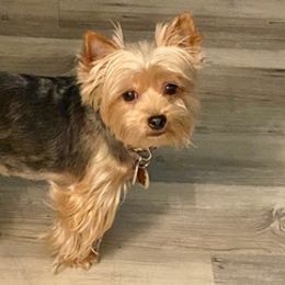 Miniature Schnauzers and Yorkshire Terriers from Candyland Yorkies and Miniature schnauzers