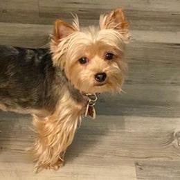 Miniature Schnauzers and Yorkshire Terriers from Candyland Yorkies and Miniature schnauzers