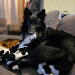 Hayzlee - Shetland Sheepdog