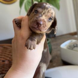 Buttercup - Dapple female Dachshund puppy in Yuba City, California from Mulberry Dachshunds