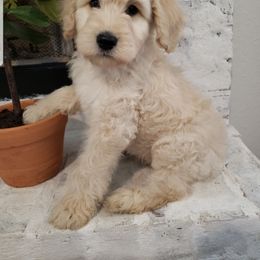 Goldendoodle and Poodle Puppies from C.P. Puppy Buddies