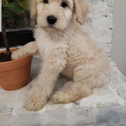 Goldendoodle and Poodle Puppies from C.P. Puppy Buddies