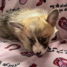 Boy 1 - Red male Pembroke Welsh Corgi puppy in White Sulfur Springs, Montana from Montana Shorties