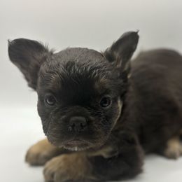 Girl 2 - Black and tan female French Bulldog puppy in Marion, Virginia from Frenchies Vom Reiches Tal
