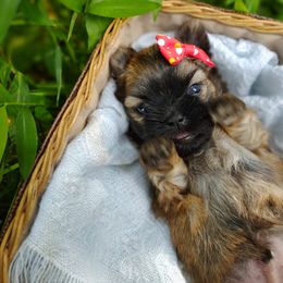 Companion Cross, Havanese, Mal-Shi, Maltese, Maltipoo, Morkie, and Shih Tzu Puppies from Seeking Shalom Acres Maltese, Maltipoos & Havamalts