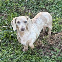 Daisy - Fawn (isabella) and tan female Dachshund puppy in Lincoln, Arkansas from Red Dirt Dachshunds