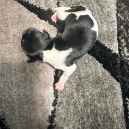Girl 2 - White black and tan female Rat Terrier puppy in Marshall, North Carolina from Meadows Rat Terrier
