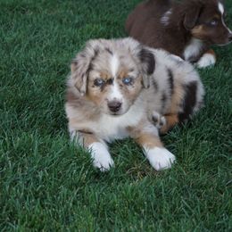 Australian Shepherd Puppies from Pole Canyon Australian Shepherds