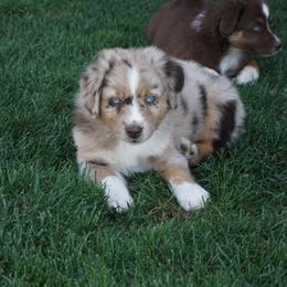 Australian Shepherd Puppies from Pole Canyon Australian Shepherds
