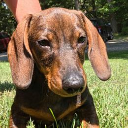 Little boy - Wild  boar and tan male Dachshund puppy in Frankfort, Ohio from Scioto Labradors & Runway Dachshunds