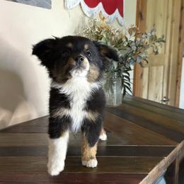 Sister - Black tri female Miniature American Shepherd puppy in Kellerton, Iowa from Ebersole Ranch