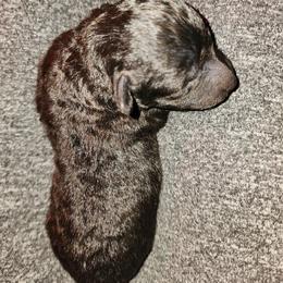 Cocoa - Black female Shihpoo puppy in Hertford, North Carolina from Heaven Sent Shihpoo's