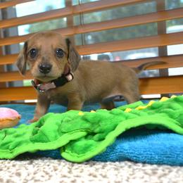 Rose - Cream female Dachshund puppy in Pearland, Texas from Texas Dachshund Dreams