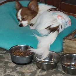 Papillon Puppies from Kimberly Brannon's Papillons