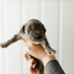 Emmylou - Yellow Collar - Merle female Goldendoodle puppy in Newell, Iowa from Front Porch Goldens